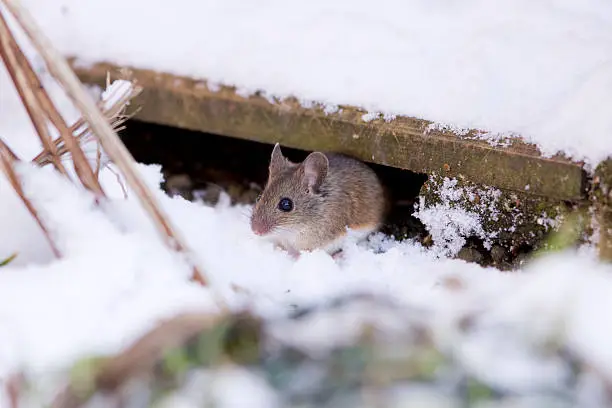 Winter mouse prevention